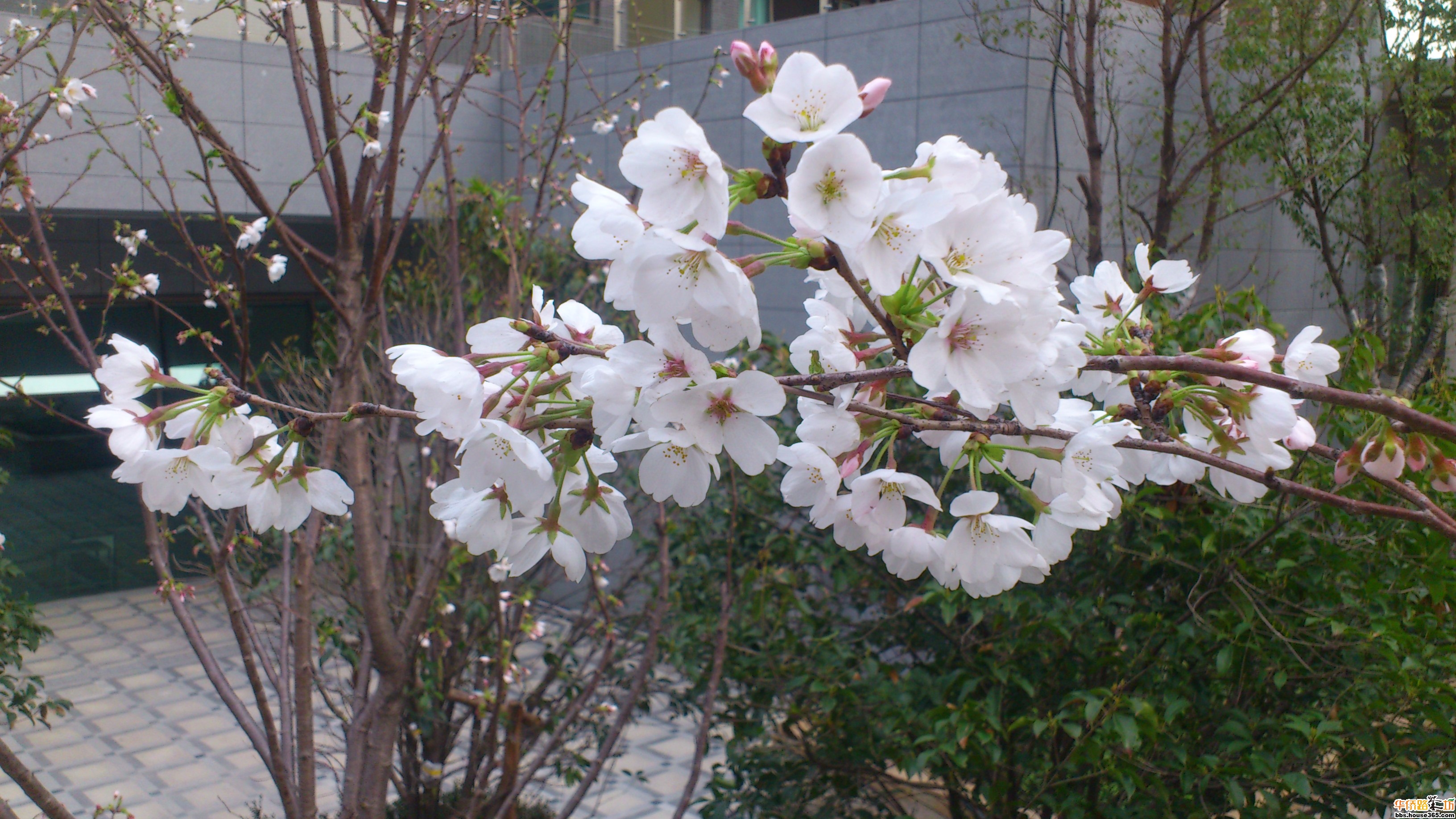 樱花开了是哪一年的歌\/踏樱花开了\/樱花开了摄