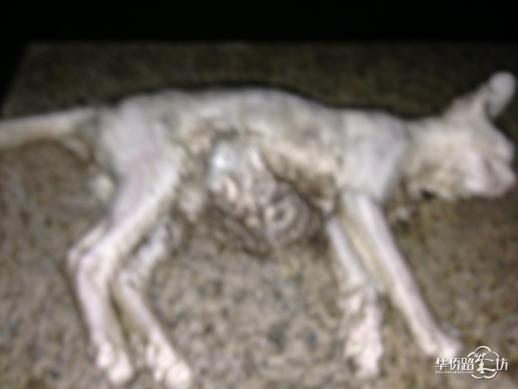 是谁杀死了东苑这只小白猫?_(Z)中海塞纳丽舍