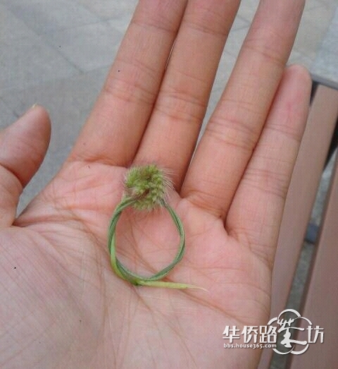 【结婚日志】狗尾巴草戒指