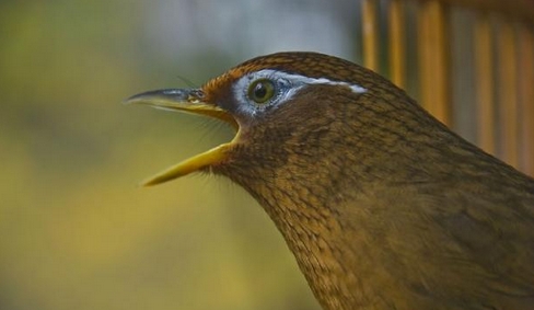 给大家分析下画眉鸟为什么总是不叫_萌宠家园