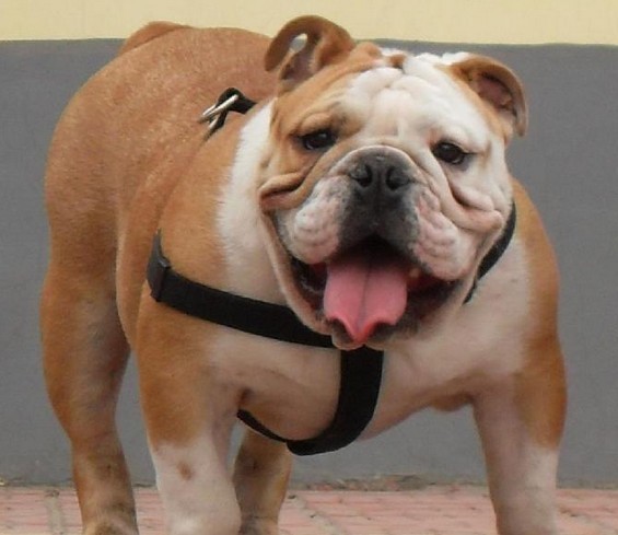 恶犬伤人事件频频发生,是恶犬本性还是人的失误,常见犬类危险等级划分