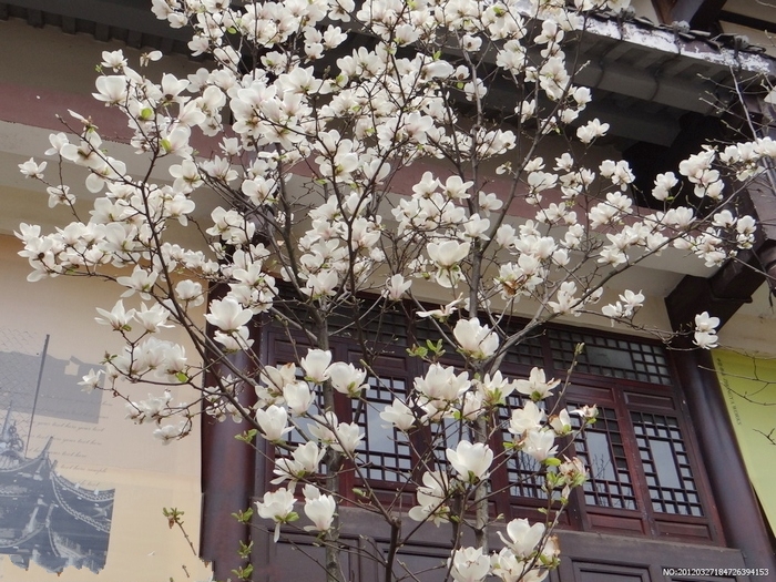 赏花地:南五台弥陀寺,寺内有两株已有千年的古玉兰;西安植物园还有